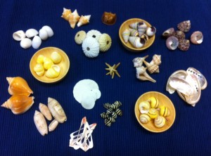 sorting shells
